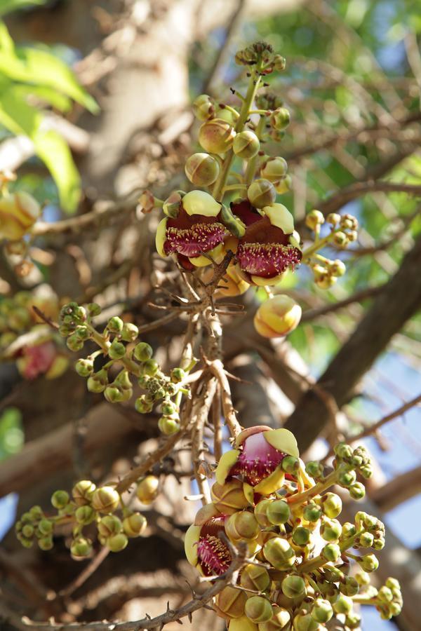 אובון רטצ'תאני U Duay Gan Garden Home מראה חיצוני תמונה